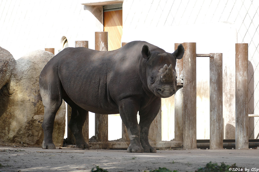 Spitzmaulnashorn