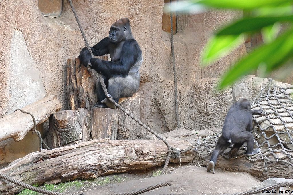 Flachlandgorilla ABEEKU und DIARA