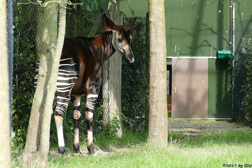 Okapi (Kurzhalsgiraffe, Waldgiraffe)