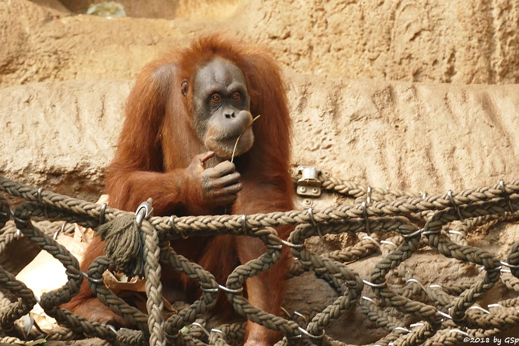 Sumatra-Orang-Utan