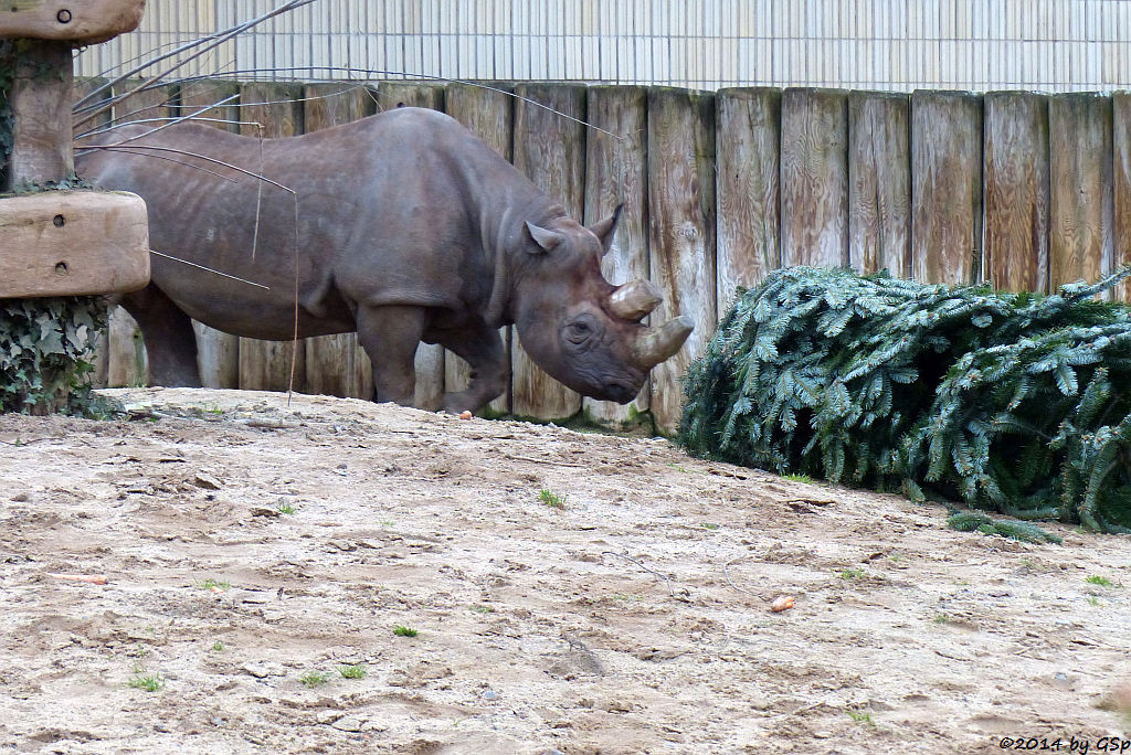 Spitzmaulnashorn TSORORO