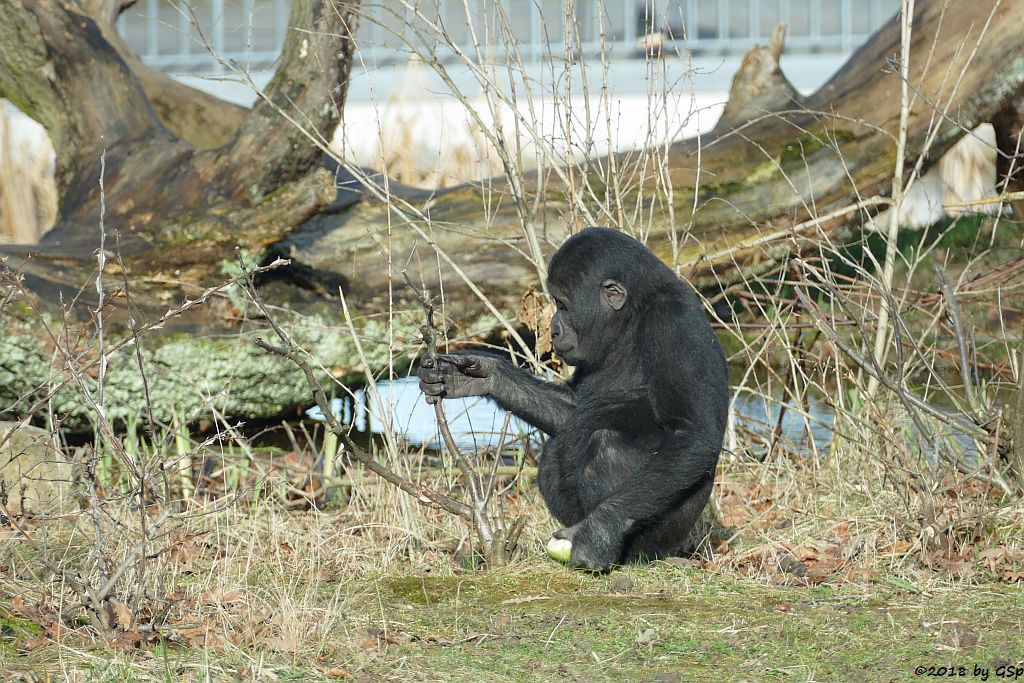 Flachlandgorilla