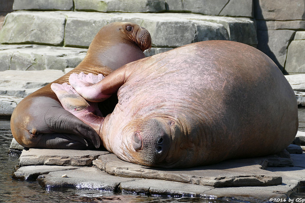 Pazifisches Walross LOKI, geb. am 5.6.15 mit Mama POLOSA