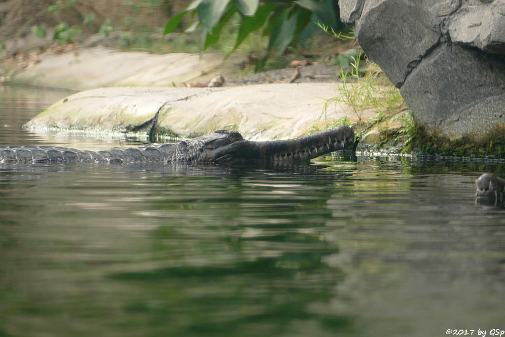 Sunda-Gavial (Falscher Gavial)