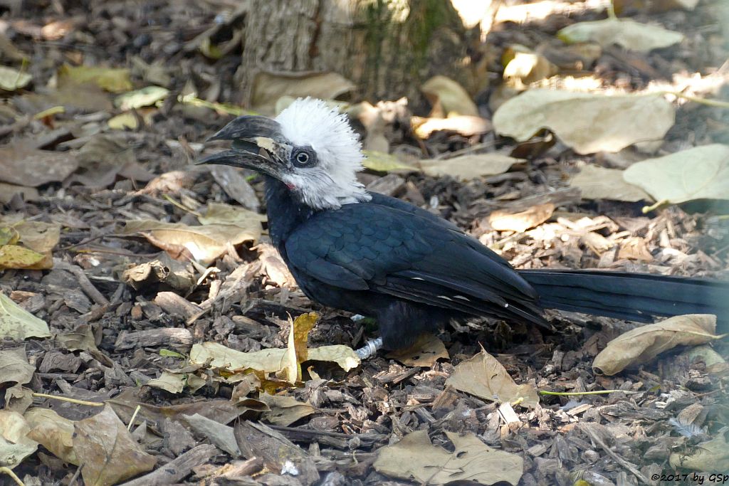 Weißkopf-Hornvogel (Weißschopf-Hornvogel, Perückenhornvogel)