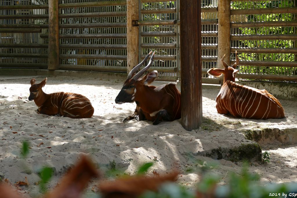 Östlicher Bongo (Kenia-Bongo, Bergbongo)