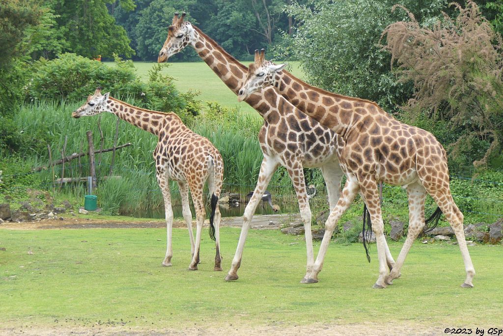 Rothschildgiraffe (Uganda-Giraffe, Baringo-Giraffe)