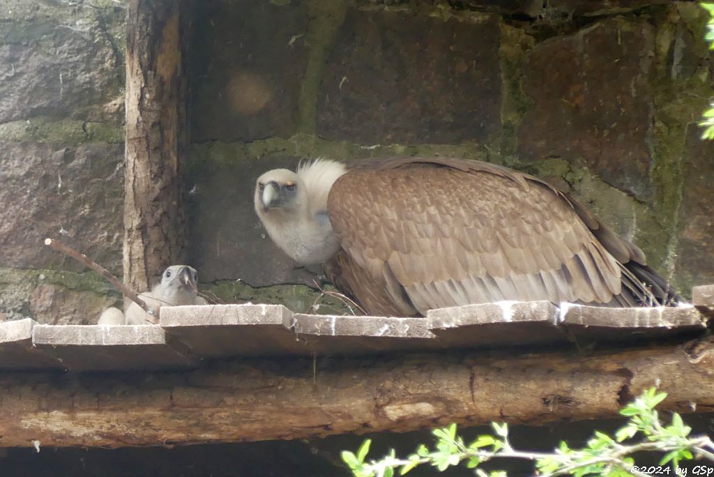 Zoo Halle: Westlicher Gänsegeier