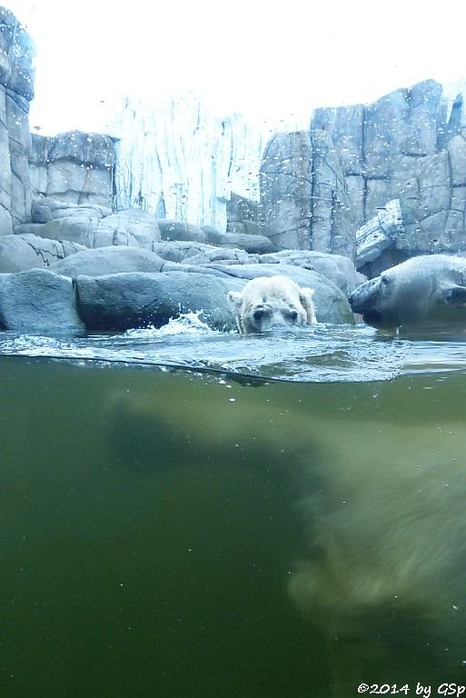 Eisbär VICTORIA und BLIZZARD