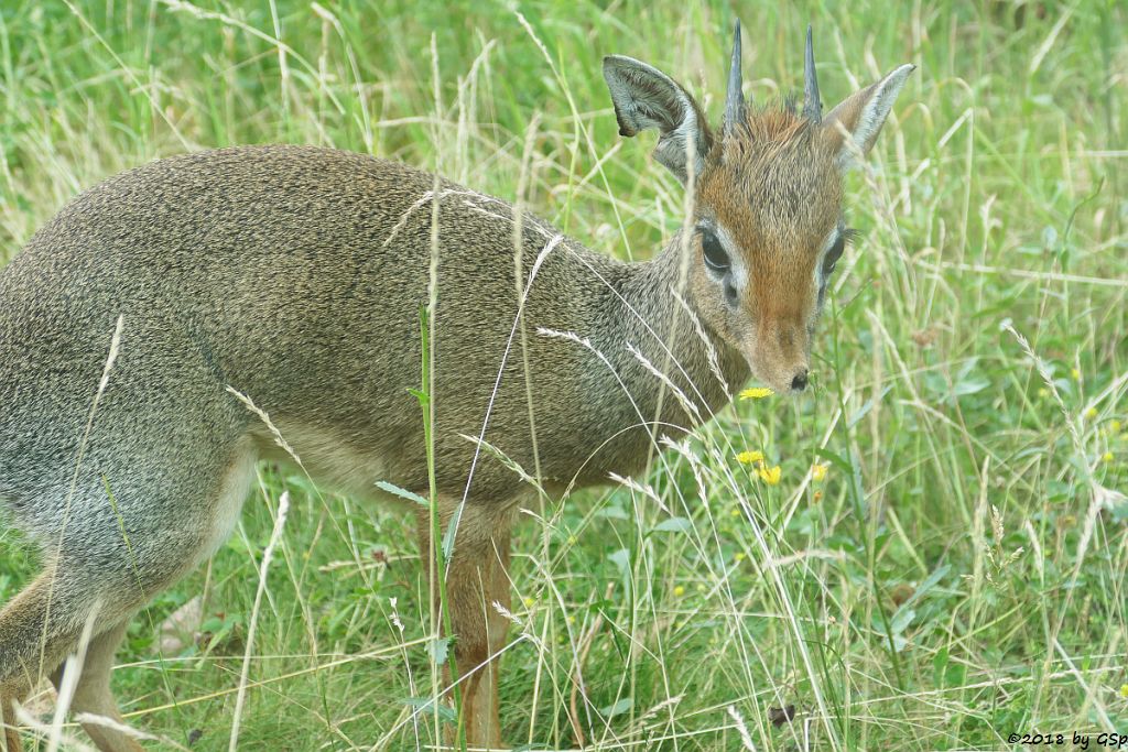 Kirk-Dikdik (Kirk-Rüsseldikdik, Kirks Zwergrüsseldikdik)