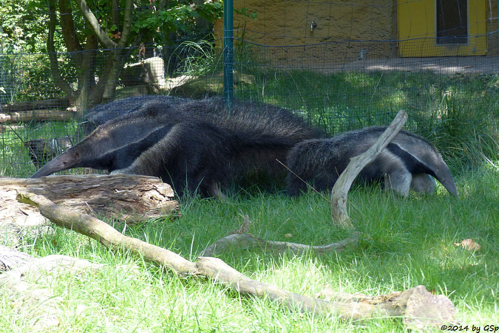 Großer Ameisenbär, Jungtier geb. am 3.3.14