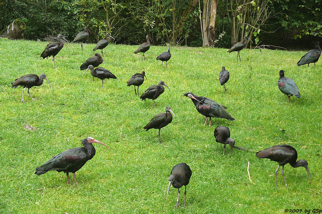 Waldrapp und brauner Sichler