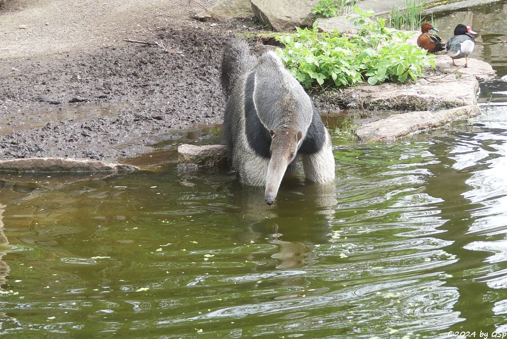 Zoo Halle: Großer Ameisenbär (Yurumi)