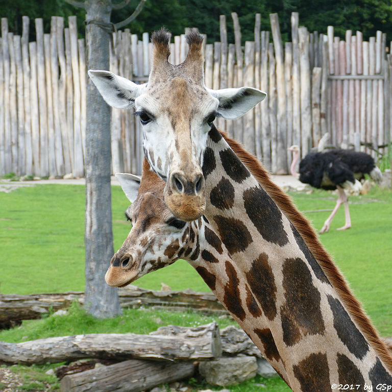 Rothschildgiraffe (Uganda-Giraffe, Baringo-Giraffe)