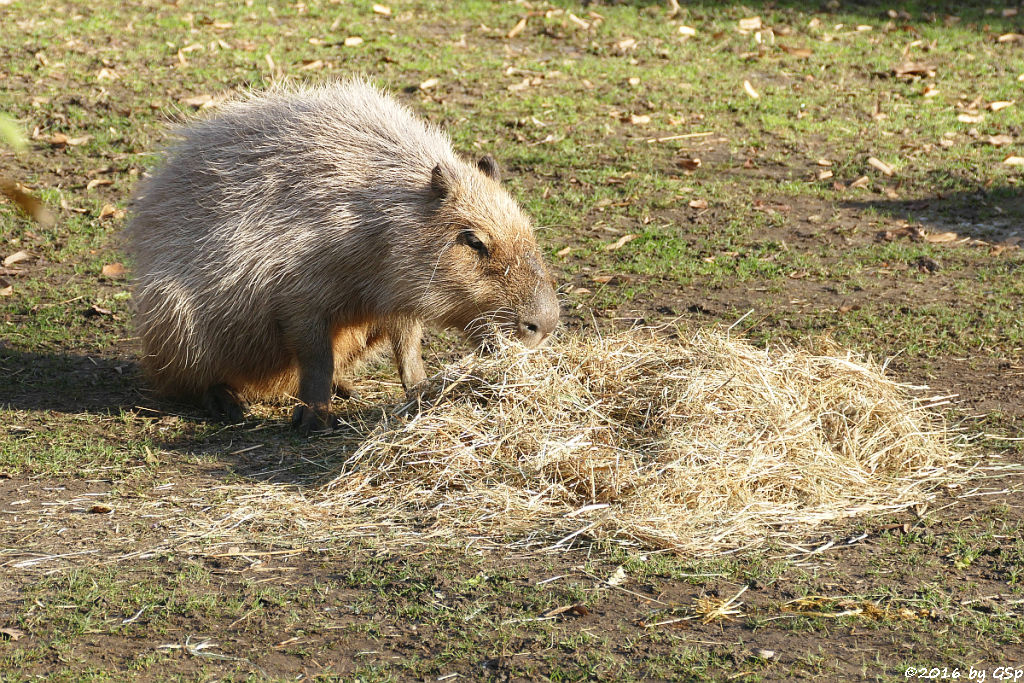 Wasserschwein (Capybara)