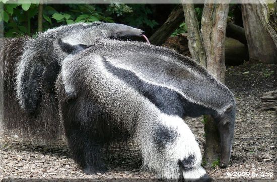 Ameisenbär mit Jungtier vom 21.04.09