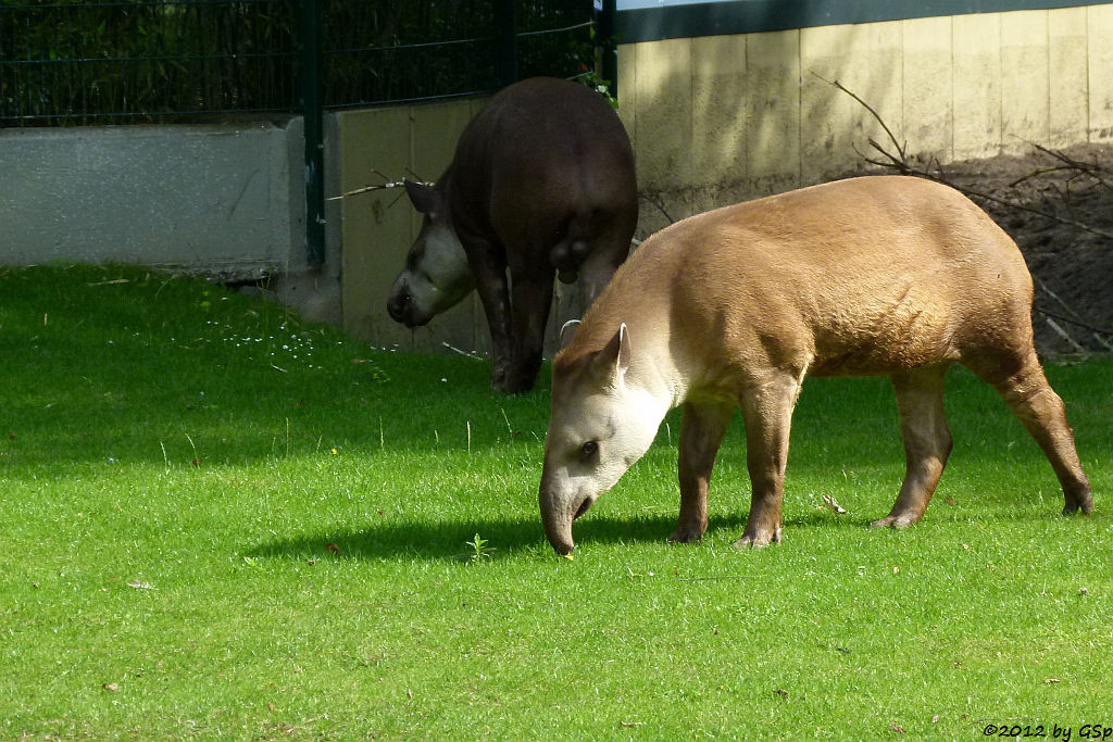 Flachlandtapir