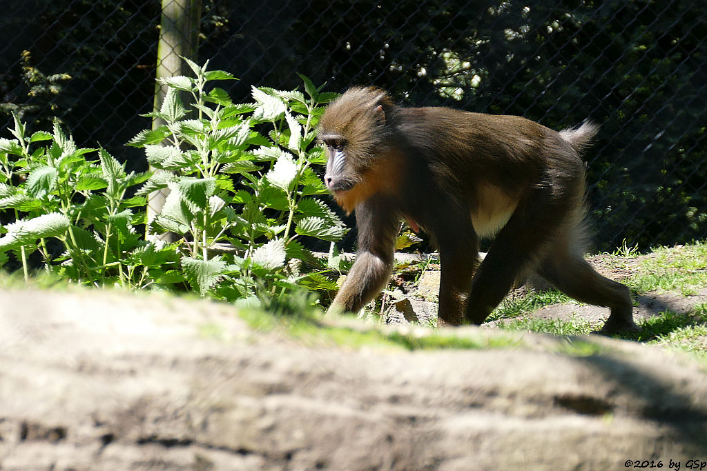 Mandrill