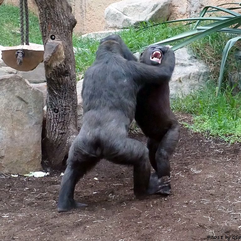 Flachlandgorilla