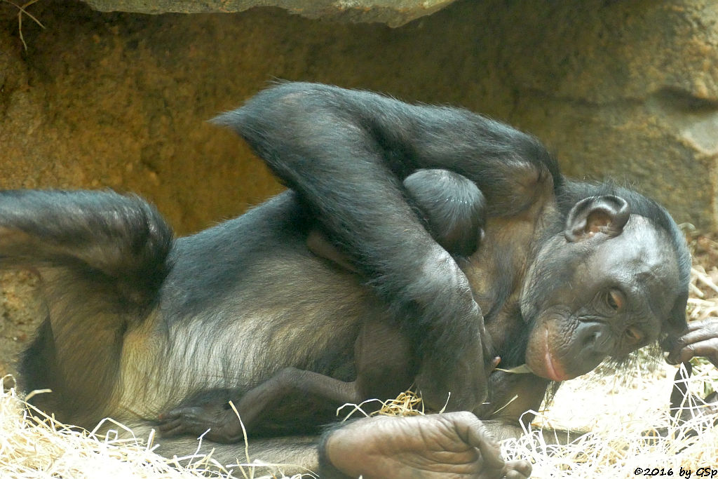 Bonobo BASHIRA mit ihrem Baby, geb. am 29.7.16 (8 Wo alt)