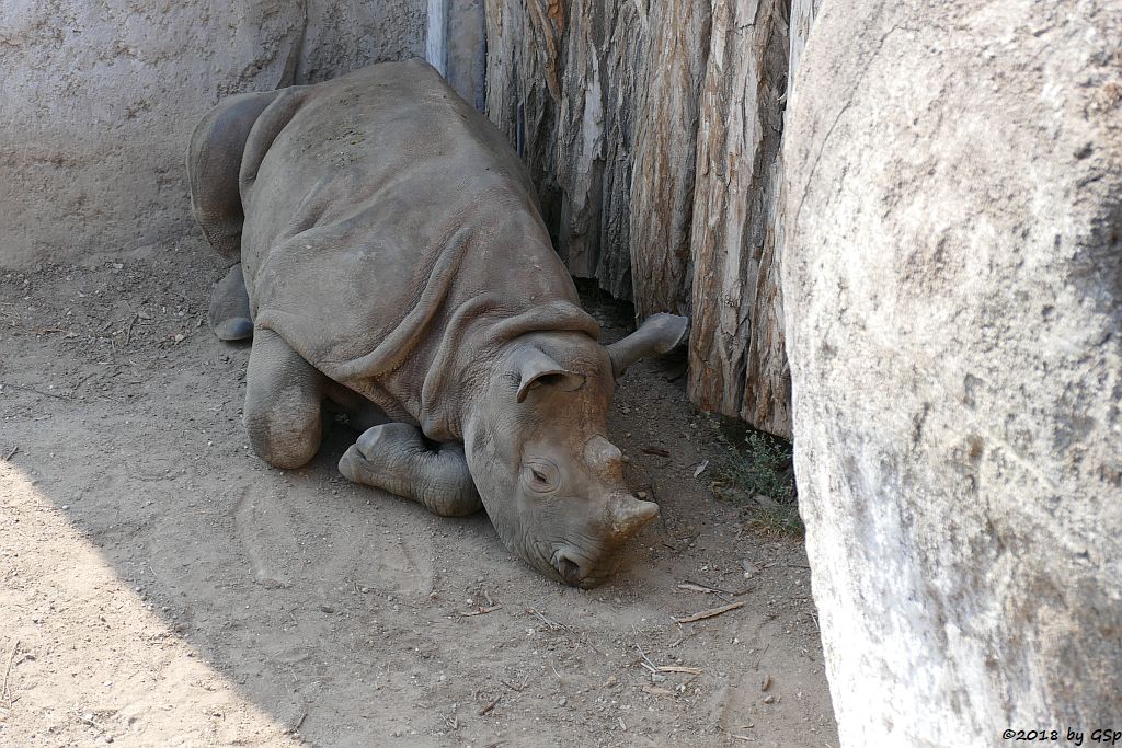 Spitzmaulnashorn (Spitzlippennashorn, Doppelnashorn)