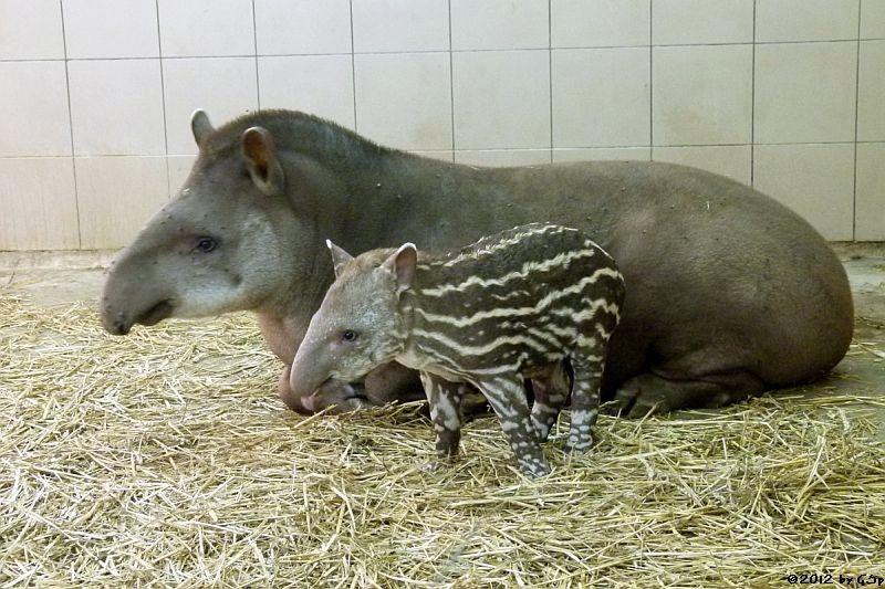 Flachlandtapir, Jungtier geb. am 10.08.12