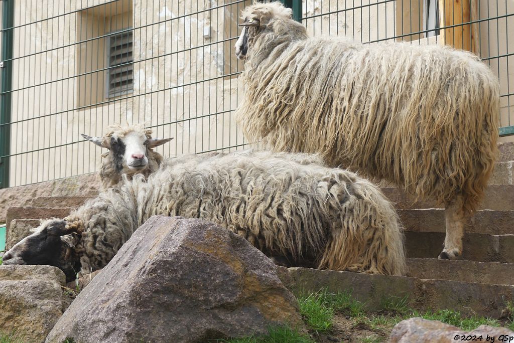 Zoo Halle: Krainer Steinschaf (Bovec-Schaf)
