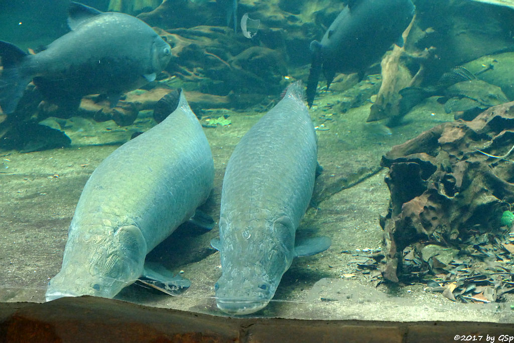 Arapaima