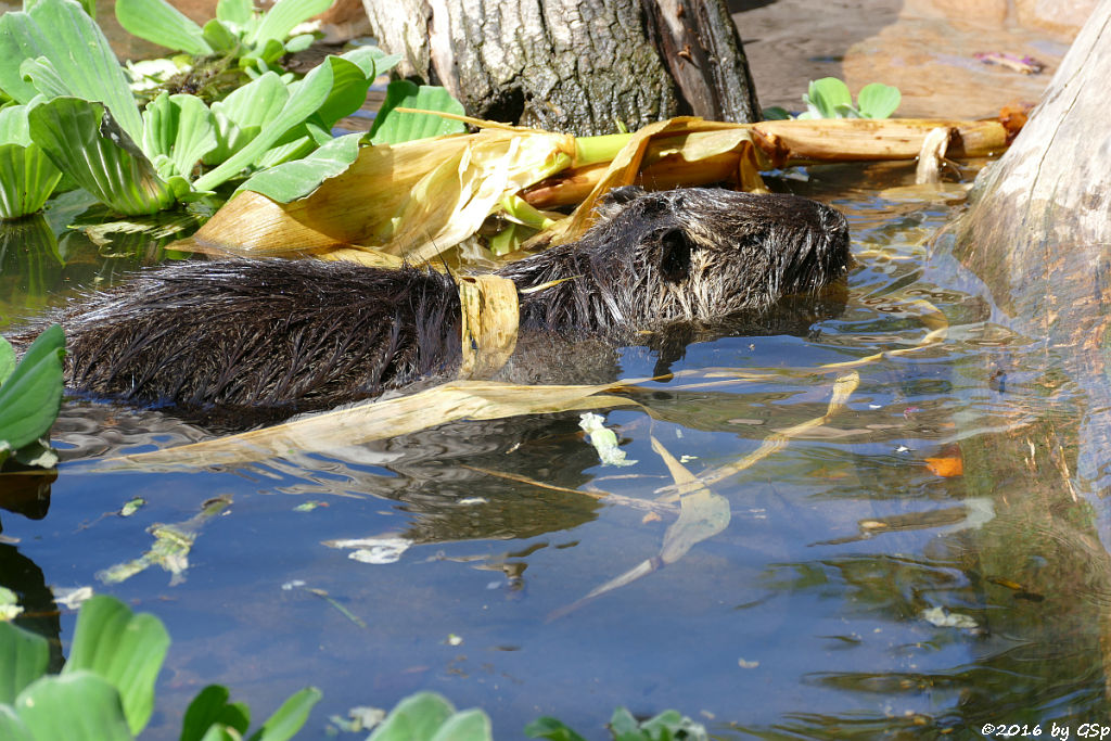 Nutria (Biberratte, Sumpfbiber)