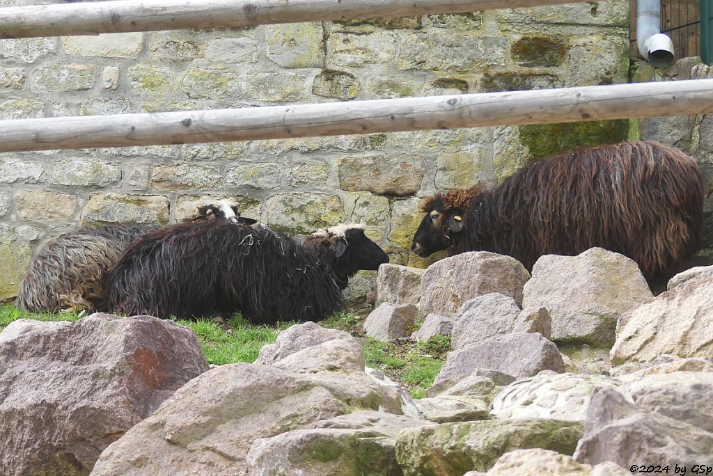 Zoo Halle: Krainer Steinschaf (Bovec-Schaf)