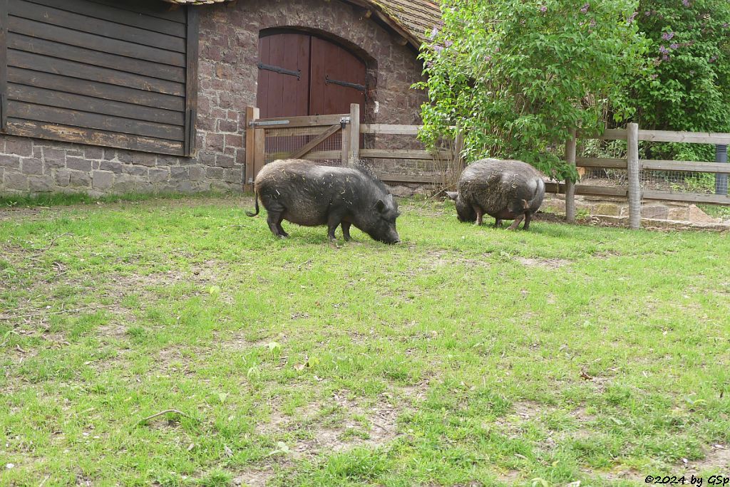 Zoo Halle: Göttinger Minischwein