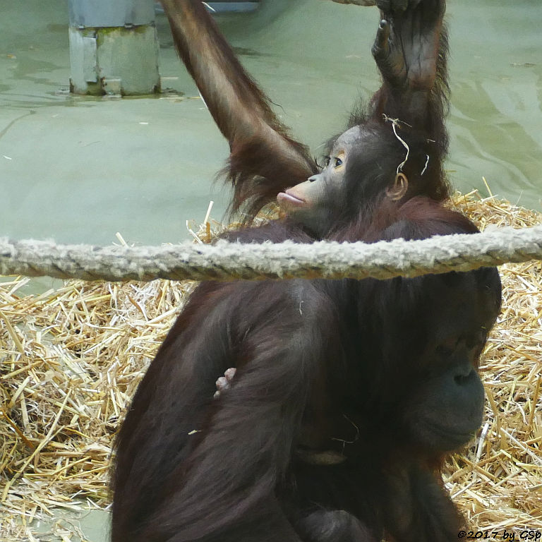 Borneo-Orang-Utan