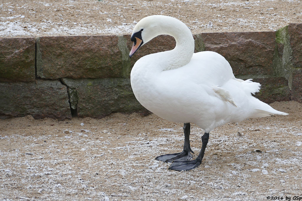 Höckerschwan