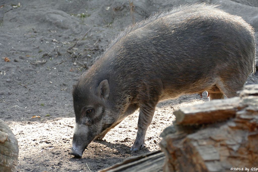 Negros-Pustelschwein (Visayas-Pustelschwein, Visayas Mähnenschwein)
