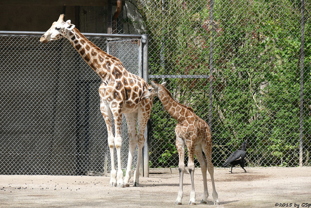 Rothschildgiraffe (NAKURU geb. am 10.04.15) , Großer Kudu