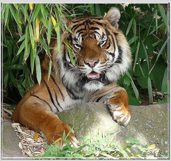 Sumatratiger IBAN