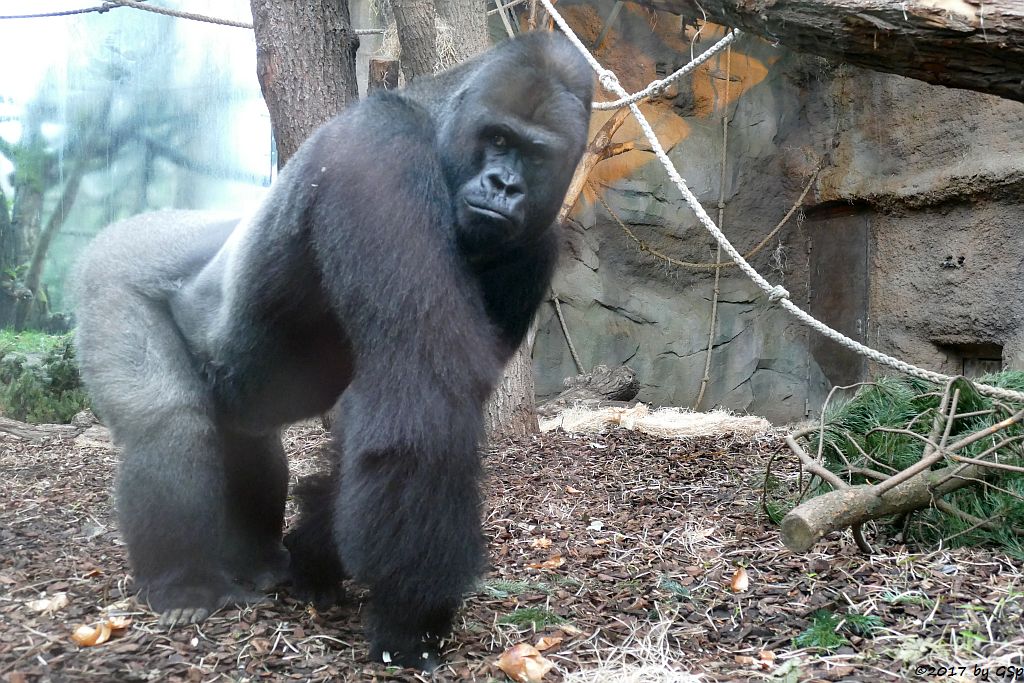 Flachlandgorilla VIATU