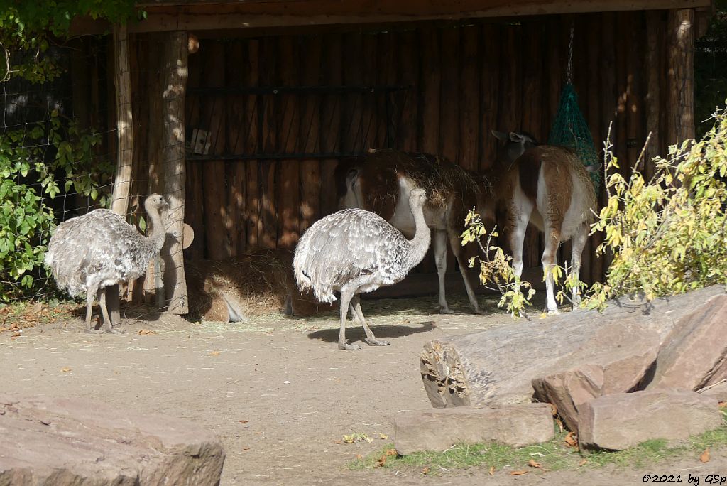 Darwinnandu (Kleiner Nandu, Darwinstrauß), Guanako