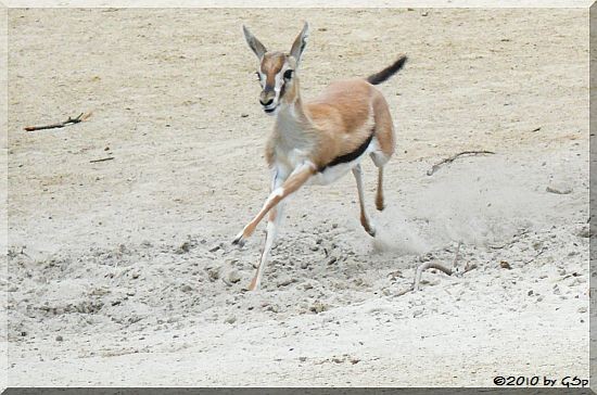 Thomson-Gazelle