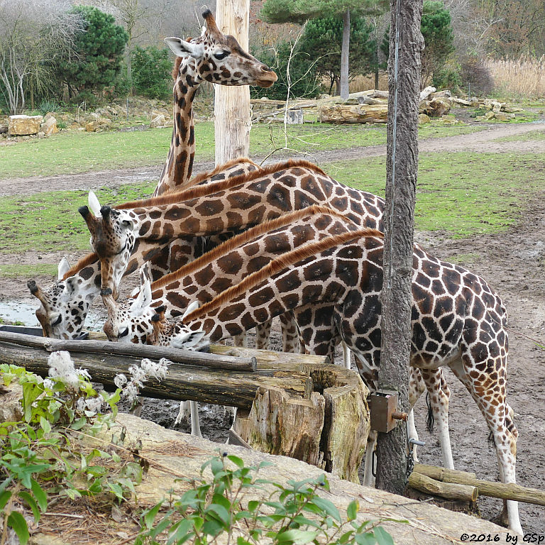 Rothschildgiraffe (Uganda-Giraffe, Baringo-Giraffe