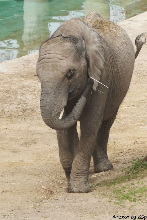 Elefanten Zoo Halle:  ELANI