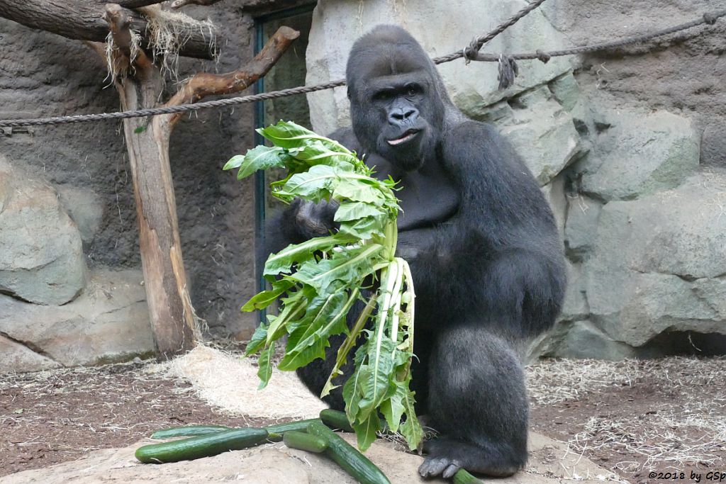 Flachlandgorilla VIATU