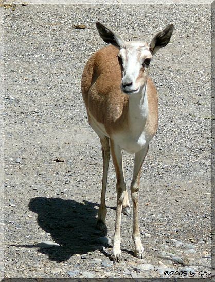 Persische Kropfgazelle