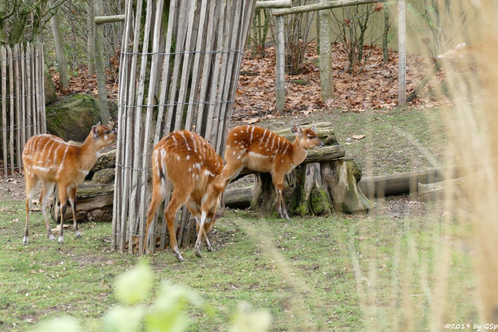 Westliche Sitatunga