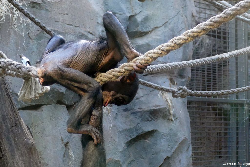 Bonobo (Zwergschimpanse)