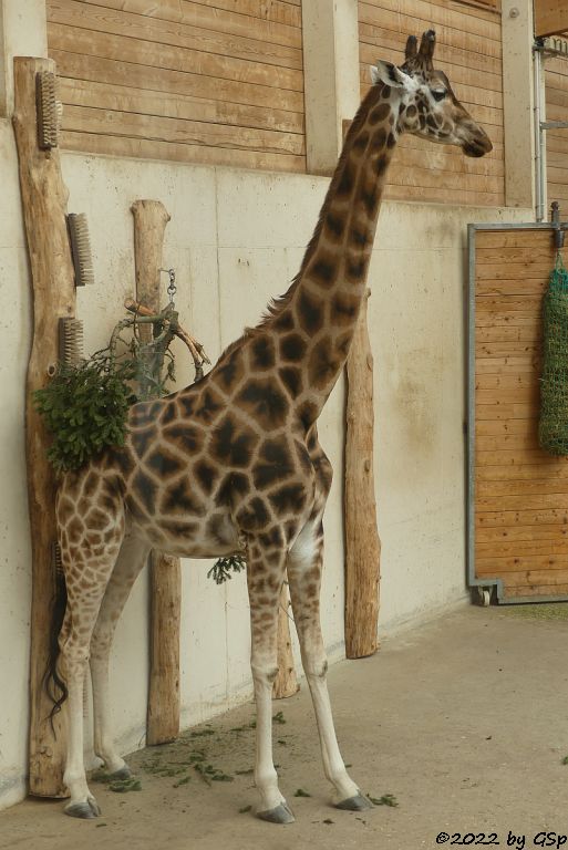 Rothschildgiraffe (Uganda-Giraffe, Baringo-Giraffe)