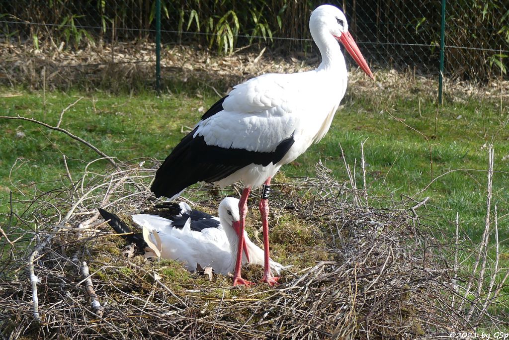 Europäischer Weißstorch