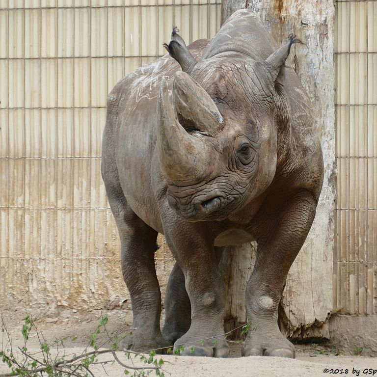 Südzentralafrikanisches Spitzmaulnashorn (Südliches Spitzmaulnashorn) KALUSHO