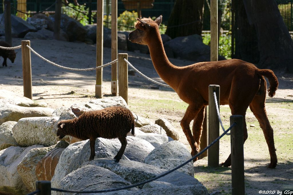 Ouessantschaf (Bretonisches Zwergschaf), Alpaka