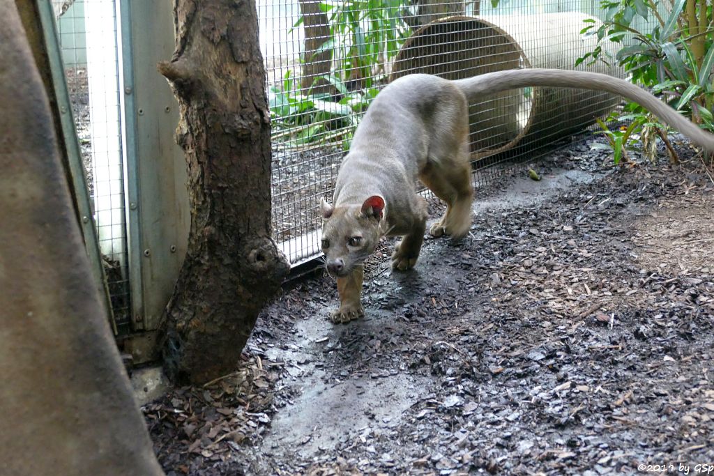 Fossa (Frettkatze)